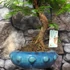 Kép 5/7 - Bonsai egy töves