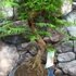 Kép 6/7 - Bonsai egy töves