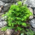 Kép 7/7 - Bonsai egy töves