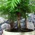 Kép 3/6 - Bonsai - facsoport