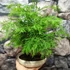 Kép 4/6 - Bonsai - facsoport