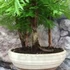 Kép 5/6 - Bonsai - facsoport