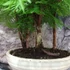 Kép 6/6 - Bonsai - facsoport