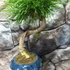 Kép 3/6 - Bonsai Pseudolarix amabilis (S forma) aranyfenyő