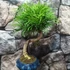 Kép 4/6 - Bonsai Pseudolarix amabilis (S forma) aranyfenyő