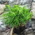 Kép 2/6 - Bonsai Pseudolarix amabilis (S forma) aranyfenyő