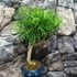 Kép 5/6 - Bonsai Pseudolarix amabilis (S forma) aranyfenyő