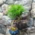 Kép 6/6 - Bonsai Pseudolarix amabilis (S forma) aranyfenyő