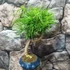 Kép 1/6 - Bonsai Pseudolarix amabilis (S forma) aranyfenyő