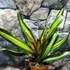 Kép 2/10 - Neoregelia 'Pimiento'
