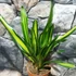 Kép 9/10 - Neoregelia 'Pimiento'