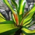 Kép 10/10 - Neoregelia 'Pimiento'