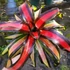 Kép 1/10 - Neoregelia 'Pimiento'
