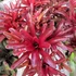 Kép 1/7 - Neoregelia 'Fireball' telep