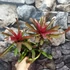 Kép 2/7 - Neoregelia 'Fireball' telep