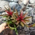 Kép 3/7 - Neoregelia 'Fireball' telep