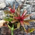 Kép 4/7 - Neoregelia 'Fireball' telep