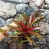Kép 5/7 - Neoregelia 'Fireball' telep