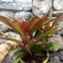 Kép 6/7 - Neoregelia 'Fireball' telep