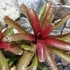 Kép 7/7 - Neoregelia 'Fireball' telep