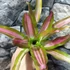 Kép 3/6 - Bromelia tricolor