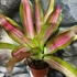 Kép 2/6 - Bromelia tricolor