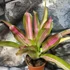 Kép 4/6 - Bromelia tricolor