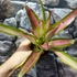 Kép 5/6 - Bromelia tricolor