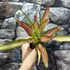 Kép 6/6 - Bromelia tricolor