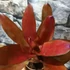 Kép 2/6 - Bromelia red rose