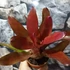 Kép 3/6 - Bromelia red rose