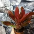 Kép 4/6 - Bromelia red rose