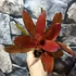 Kép 5/6 - Bromelia red rose