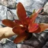 Kép 6/6 - Bromelia red rose