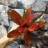 Kép 1/6 - Bromelia red rose