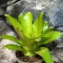 Kép 2/6 - Bromelia pink gress