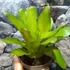 Kép 3/6 - Bromelia pink gress