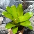 Kép 4/6 - Bromelia pink gress