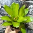 Kép 5/6 - Bromelia pink gress