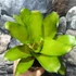 Kép 6/6 - Bromelia pink gress