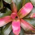 Kép 1/6 - Bromelia pink gress