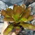 Kép 1/6 - Bromelia pink rose