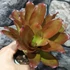 Kép 3/6 - Bromelia pink rose