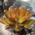 Kép 4/6 - Bromelia pink rose