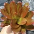 Kép 5/6 - Bromelia pink rose