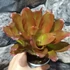 Kép 6/6 - Bromelia pink rose