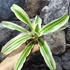 Kép 2/5 - Bromelia capitella