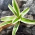 Kép 3/5 - Bromelia capitella
