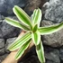 Kép 4/5 - Bromelia capitella