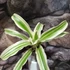 Kép 5/5 - Bromelia capitella